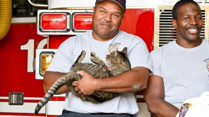 Illustration : Un chat errant s'est invité dans une caserne de pompiers 15 ans plus tôt et ne l'a plus quittée