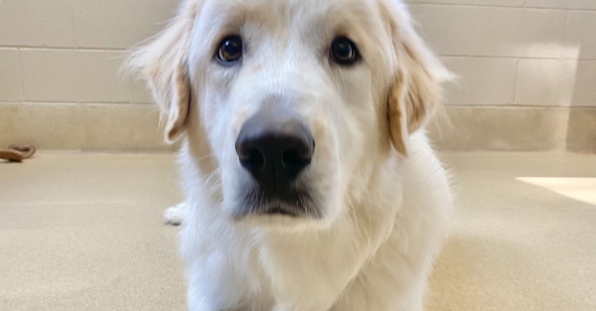 Après avoir connu 14 échecs d’adoption, ce chien espère quitter le