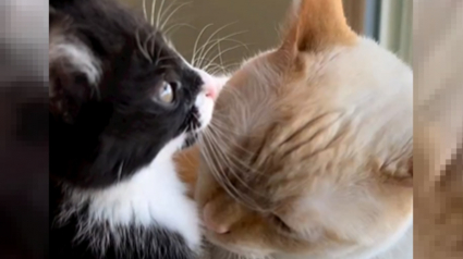 Illustration : L'instant touchant où un chat doit laisser partir les 2 chatons qu'il a pris sous son aile (vidéo)