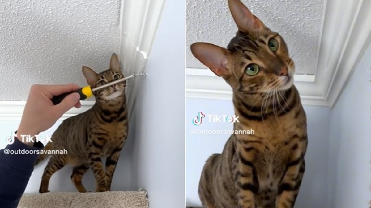 Il installe un accessoire mural tout simple pour son Savannah, et son chat  s'en donne à coeur joie (vidéo)