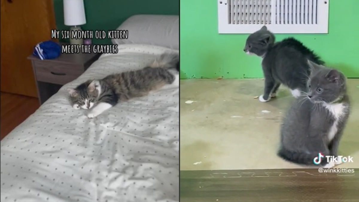 Illustration : "L'adorable vidéo de la rencontre entre un jeune chat et des chatons impatients de faire connaissance"