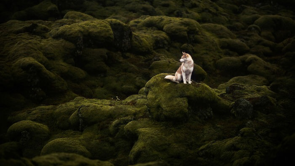 Illustration : "20 photos fascinantes de chiens prises dans des décors naturels islandais à couper le souffle"