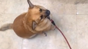 Illustration : Cette chienne incite sa maîtresse à aller au magasin tous les jours pour une raison hilarante (vidéo)
