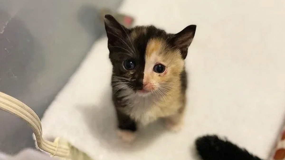 Illustration : "Une chatonne est abandonnée dans un carton alors qu’elle est victime d’une grave blessure à la patte (vidéo)"