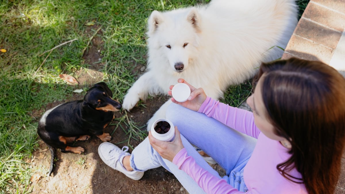 Illustration : "Bouchées tendres Movoflex, ou comment faire plaisir à son chien tout en protégeant ses articulations"