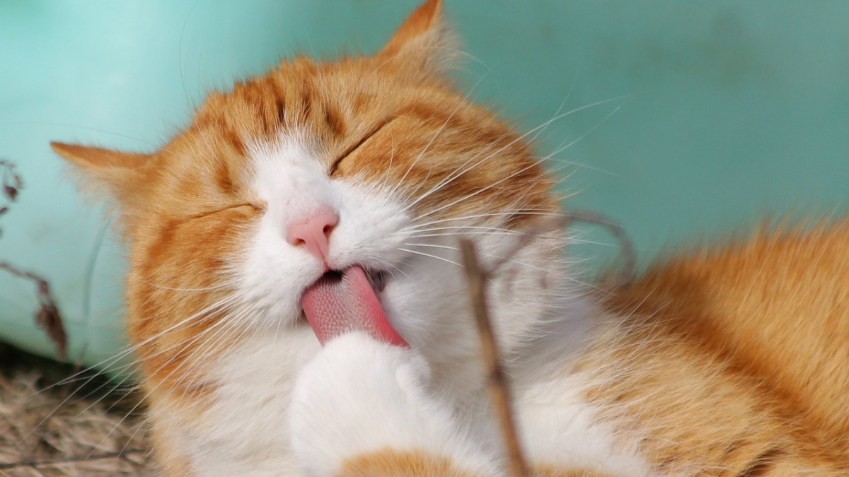 Illustration : "11 conseils de base pour prendre soin du beau pelage de votre chat"