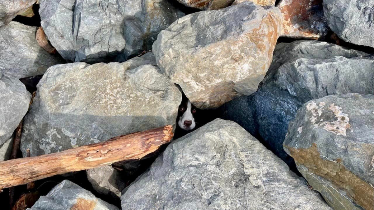 Illustration : "Une chienne terrifiée et coincée sous des rochers attire l’attention d’un joggeur sur la plage"