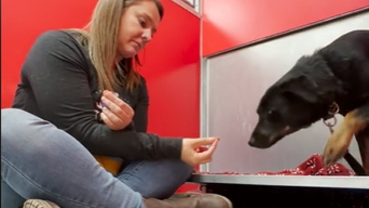 Illustration : "La vidéo émouvante des tentatives par une bénévole de regagner la confiance d'une chienne dont l'adoption a tourné court"