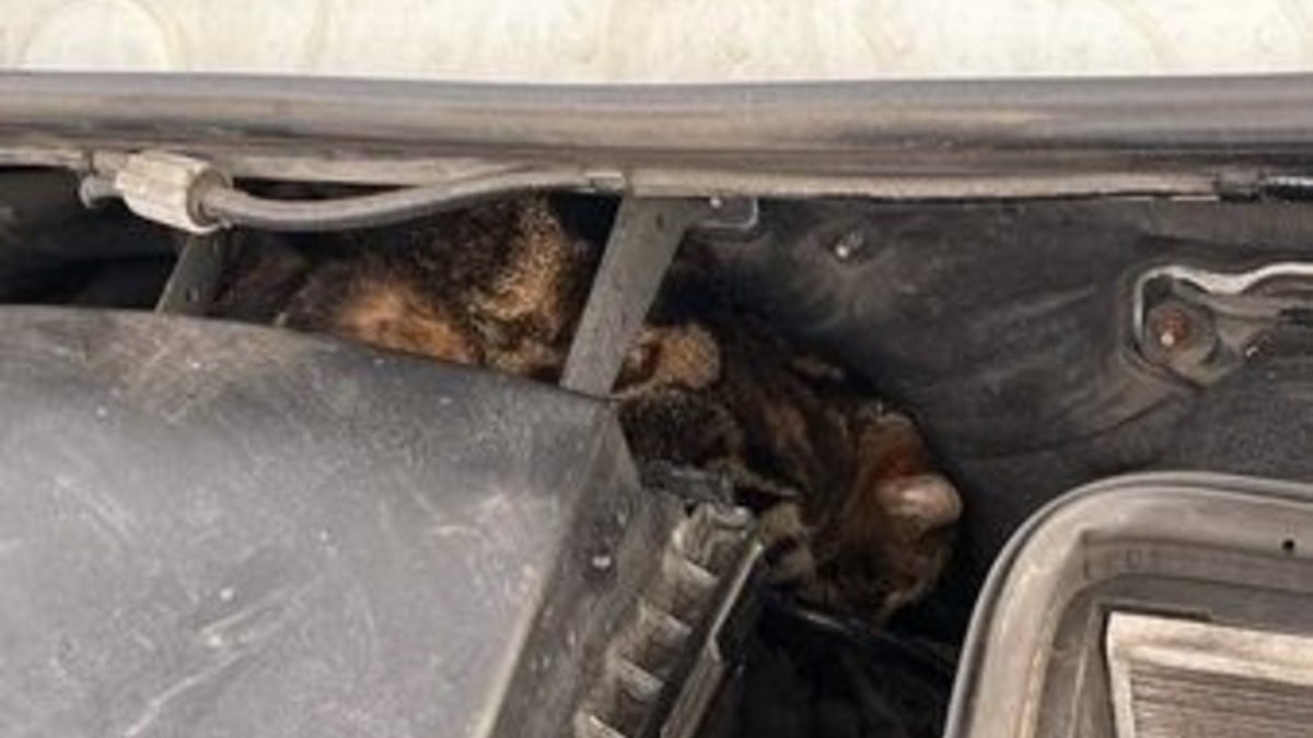 Illustration : "Le conducteur d'une dépanneuse découvre un chat dans le moteur et apprend qu'on le cherchait depuis 2 semaines"