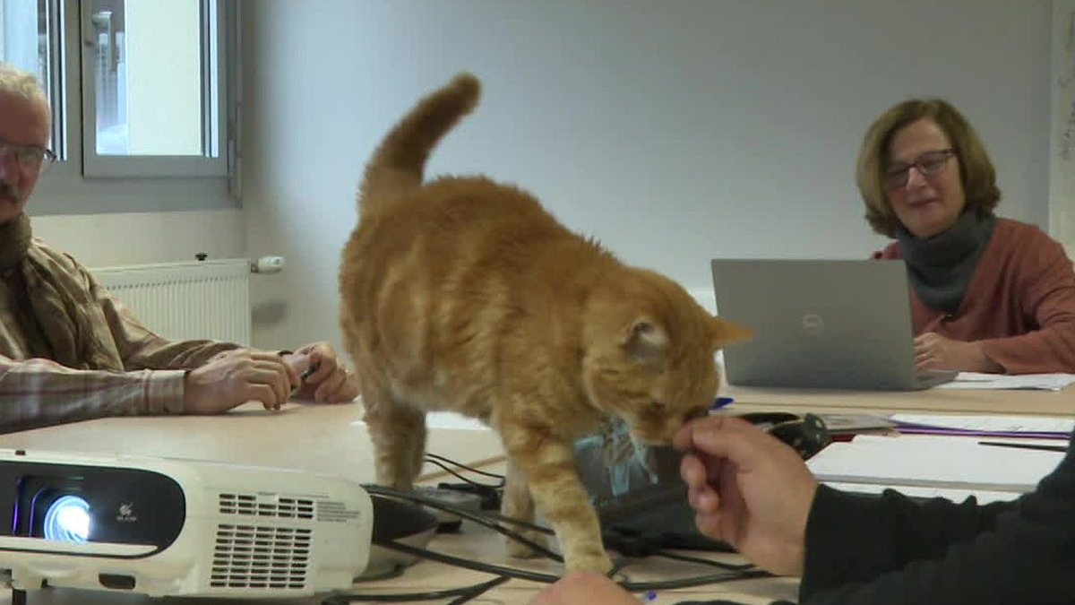 Illustration : "Des chats autrefois errants trouvent refuge en tant que collaborateurs dans les bureaux d’une entreprise française"