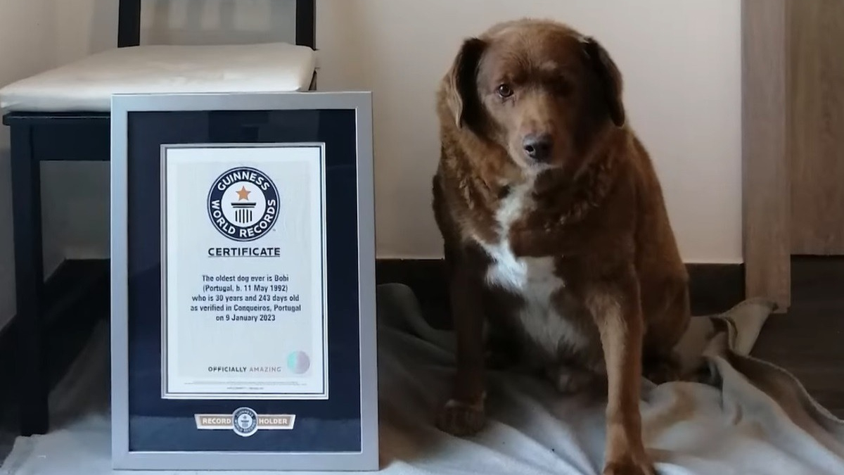 Illustration : "Nouveau record du monde de longévité pour un chien : Bobi vient de battre un record vieux de 84 ans !"