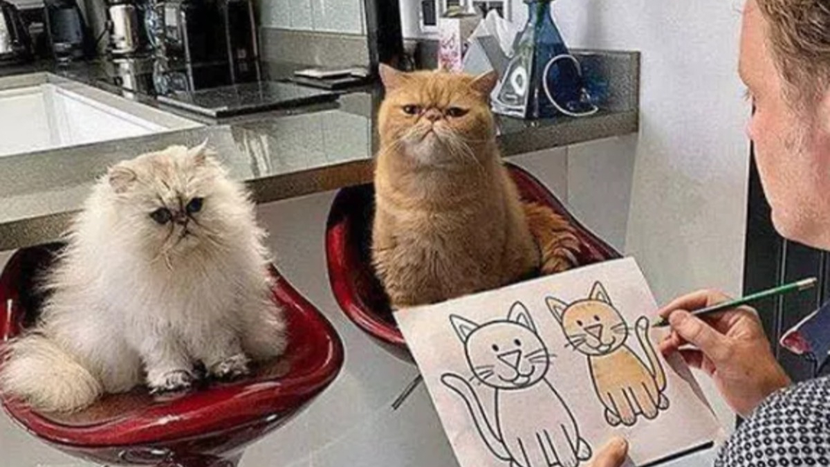 Illustration : "14 photos de chats prouvant qu'ils sont capables de balayer la morosité d'un revers de la patte"