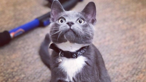 Illustration : Un chat qui boite se met à changer d’attitude lorsqu’il comprend qu’il doit se rendre chez le vétérinaire (vidéo)