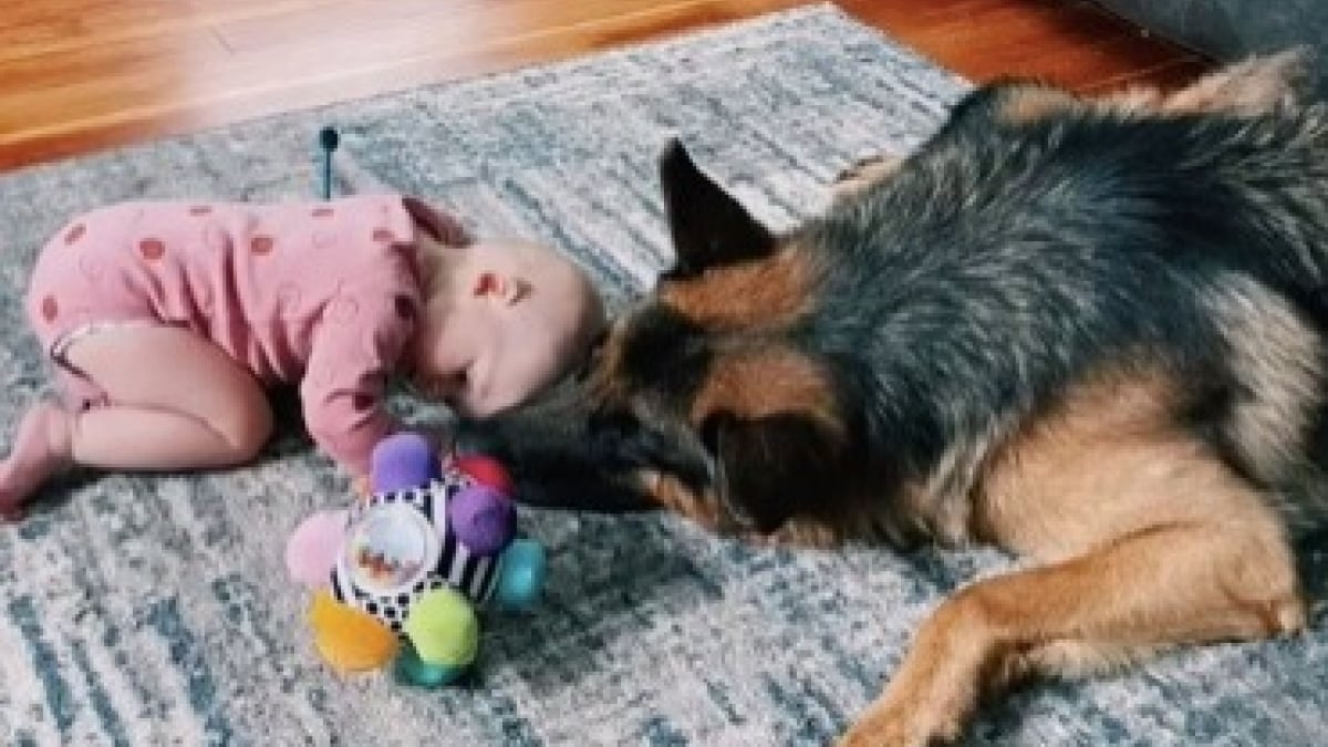 Illustration : "Une scène pleine de tendresse entre un Berger Allemand et un bébé a fait fondre les internautes (vidéo)"