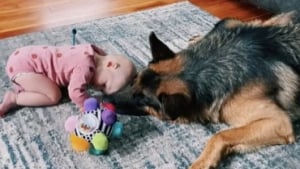 Illustration : "Une scène pleine de tendresse entre un Berger Allemand et un bébé a fait fondre les internautes (vidéo)"