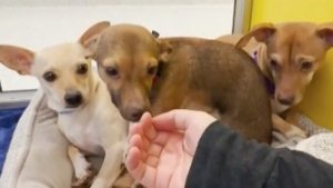 Illustration : "Une bénévole dévouée tente d'apaiser les craintes de 3 Chihuahuas, traumatisés depuis leur admission dans un refuge (vidéo)"