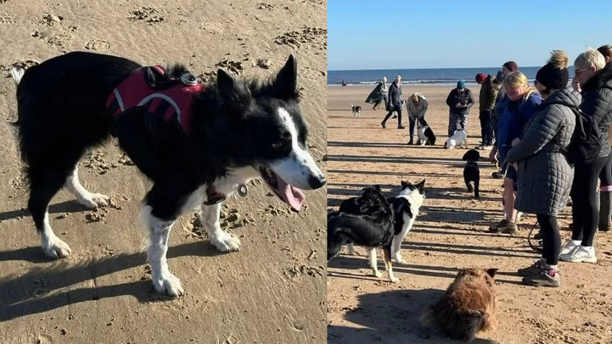 Illustration : "L'émouvant rassemblement autour d'une chienne malade s'offrant son ultime promenade sur sa plage préférée"