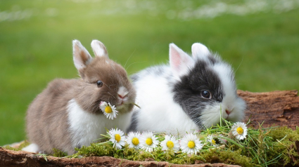 Illustration : Hamiform lance 2 nouvelles recettes à destination des lapins âgés et en surpoids