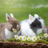 Illustration : Hamiform lance 2 nouvelles recettes à destination des lapins âgés et en surpoids