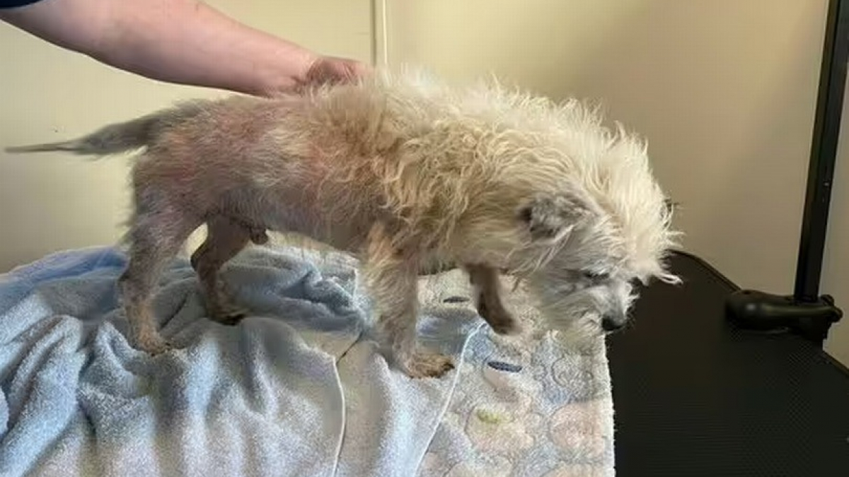 Illustration : "Un chien, dépourvu de poils à cause d’une grave infestation de puces, se bat pour s’offrir une seconde chance (vidéo)"