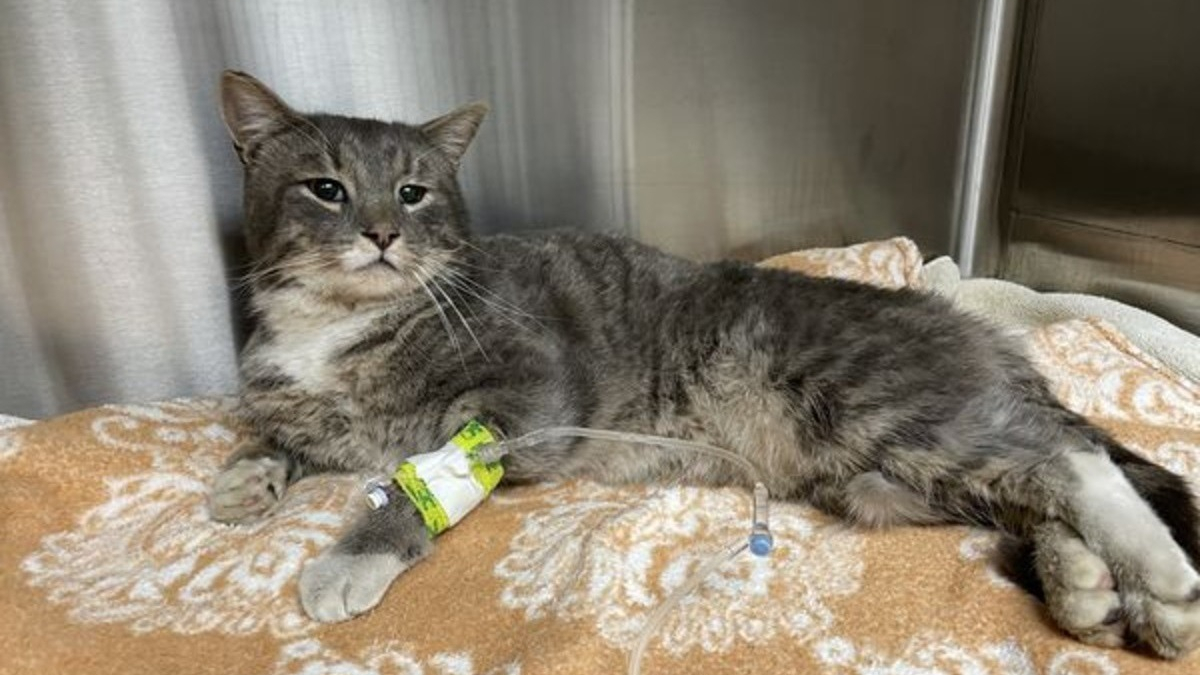 Illustration : "Victime d'un terrible accident de la route, ce chat avait besoin d'une opération