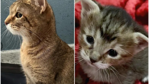Illustration : Une chatonne rejetée par sa mère fait tout son possible pour attirer son attention (vidéo)