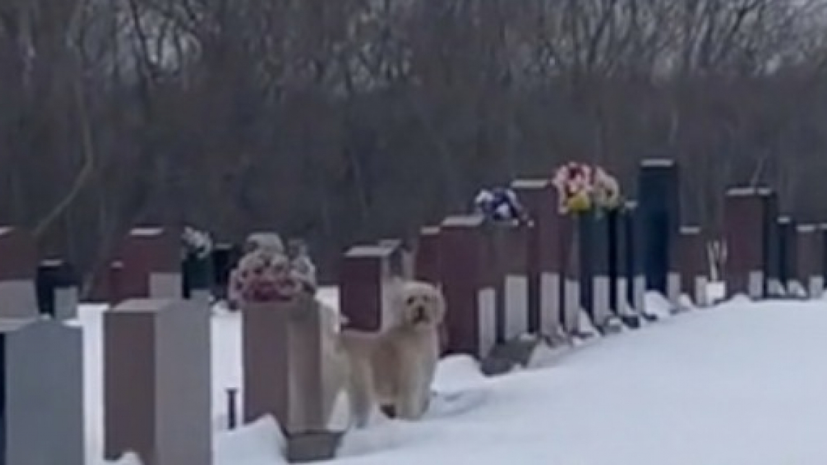 Illustration : "Les agissements de ce chien lors d’une visite dans un cimetière ont surpris des milliers d’internautes (vidéo)"