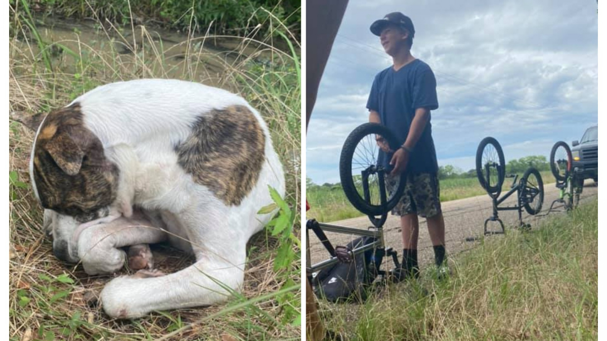 Illustration : "3 adolescents interrompent leur balade à vélo lorsqu'ils découvrent un chien inanimé sur le bord de la route"