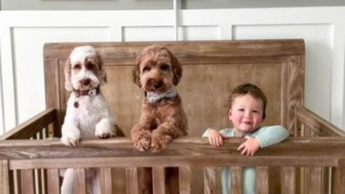 Illustration : "Une vidéo touchante suit la naissance et l'évolution de l'amitié entre un enfant et les chiens de la famille"