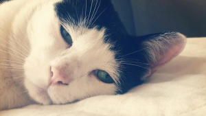 Illustration : 18 photos de Pancho, le chat au "regard le plus triste d'Internet" mais qui est tout sauf malheureux