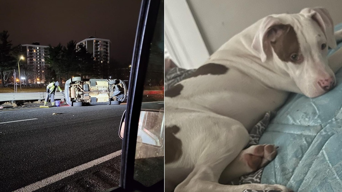 Illustration : "La fugue d'une chienne victime d'un accident de la route déclenche d'intenses recherches sous une pluie battante"