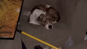 Illustration : "Une bénévole est mise à rude épreuve par une chienne terrifiée ayant trouvé refuge dans une maison abandonnée (vidéo)"