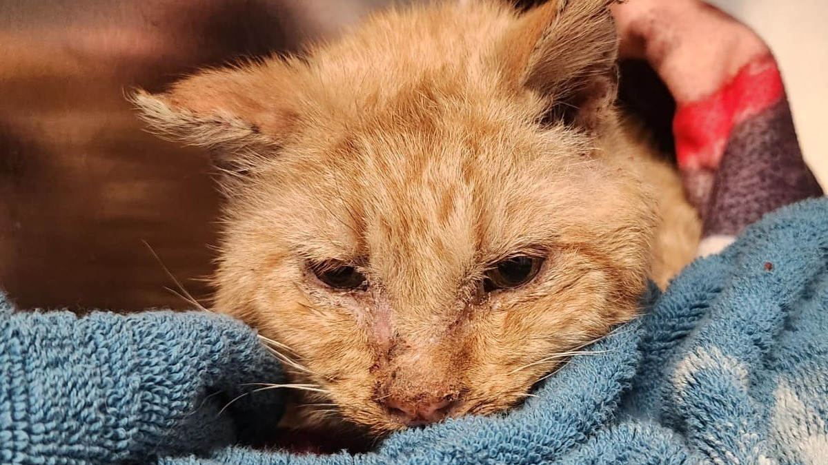 Illustration : "Malgré les faibles chances de survie d'un chat découvert frigorifié dans la neige, ils décident de tout faire pour le sauver"