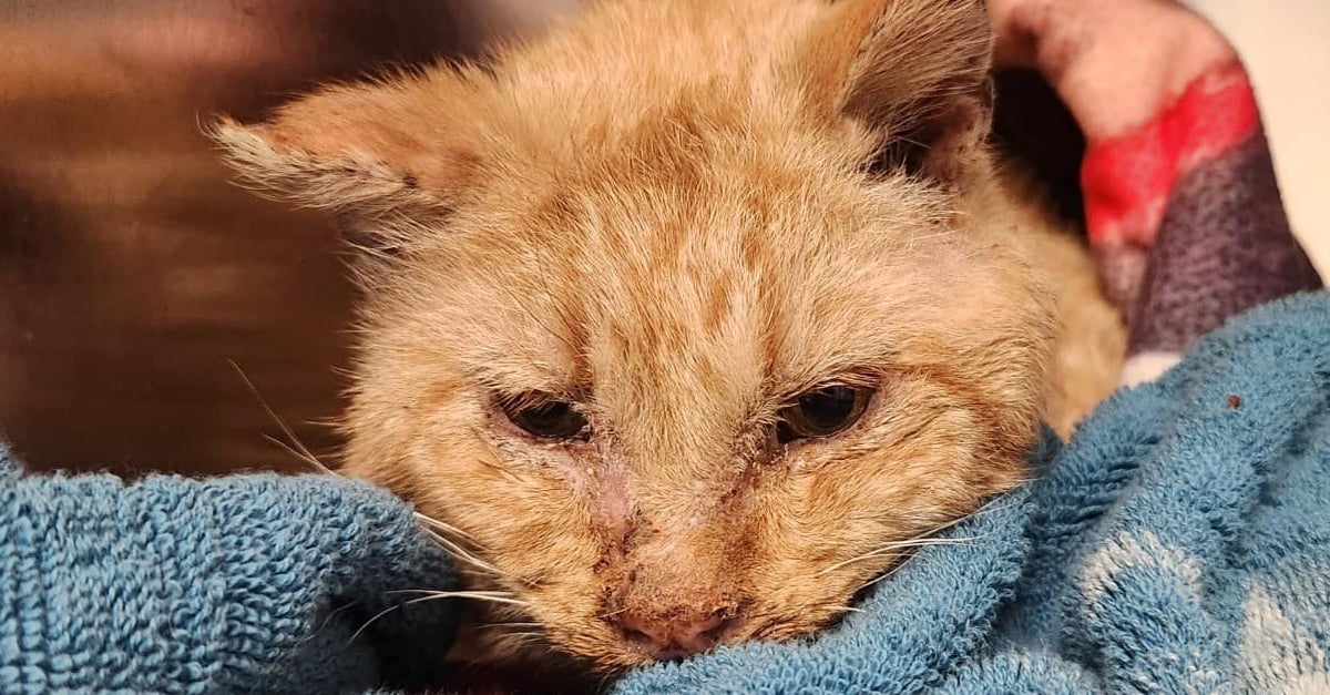 Malgré les faibles chances de survie d'un chat découvert frigorifié dans la neige, ils décident Malgré les faibles chances de survie d'un chat découvert frigorifié dans la neige, ils décident