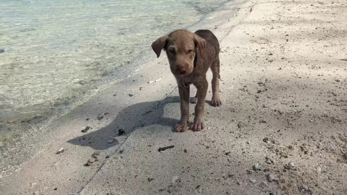 Illustration : "Abandonnée sur la plage, une chienne à bout de forces peine à faire confiance à ses bienfaiteurs (vidéo)"