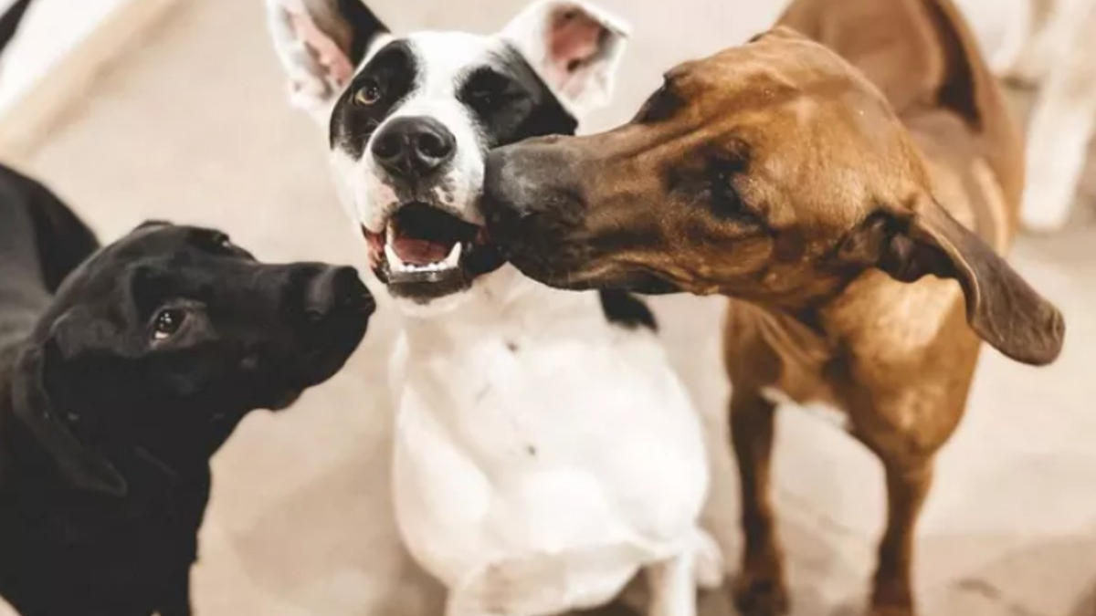 Illustration : "20 photos de chiens distribuant les bisous à tout va pour notre plus grand bonheur"