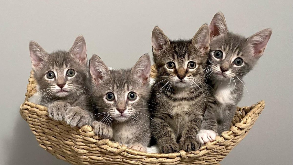 Illustration : "4 chatons orphelins et découverts dans la rue trouvent du réconfort auprès d’une femme aimante (vidéo)"