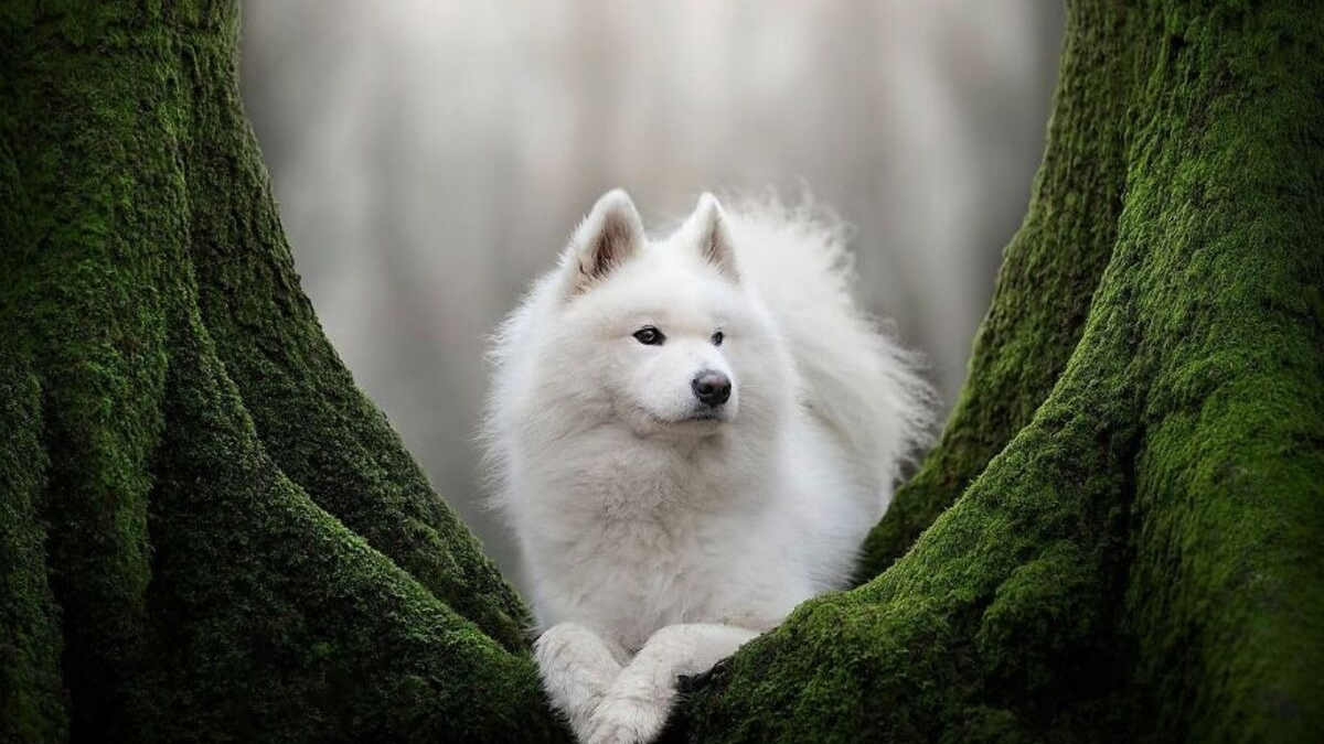 Illustration : "20 photos de chiens célébrant leur beauté et celle des paysages néerlandais leur servant de décor"