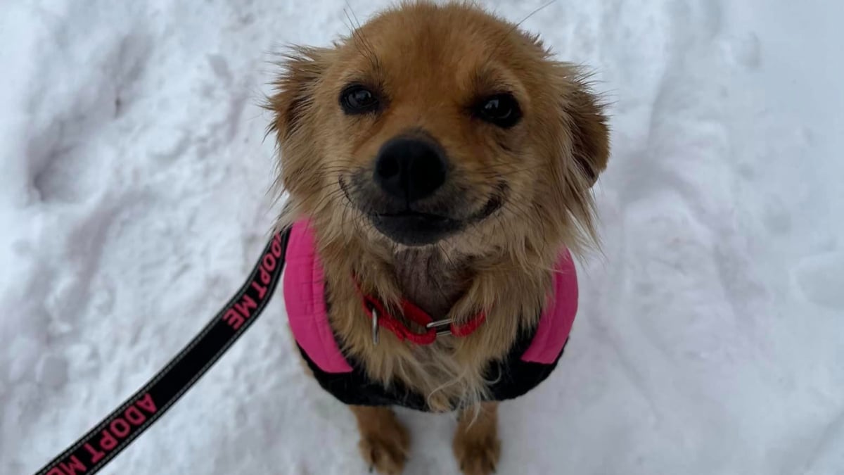 Illustration : "Heureuse d'avoir été sauvée d'une vie sans amour, cette chienne affiche un sourire constant sur son visage (vidéo)"