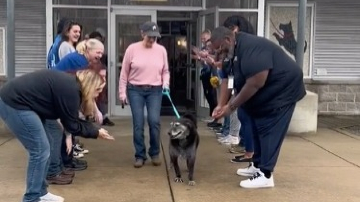 Illustration : "Les adieux émouvants d’un refuge à un chien sénior rejoignant sa famille éternelle ont fait fondre les internautes (vidéo)"