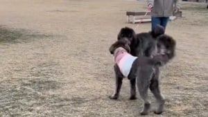 Illustration : "Une chienne retrouve sa sœur au bout de 3 mois de séparation, et offre une scène émouvante sur les réseaux sociaux (vidéo)"