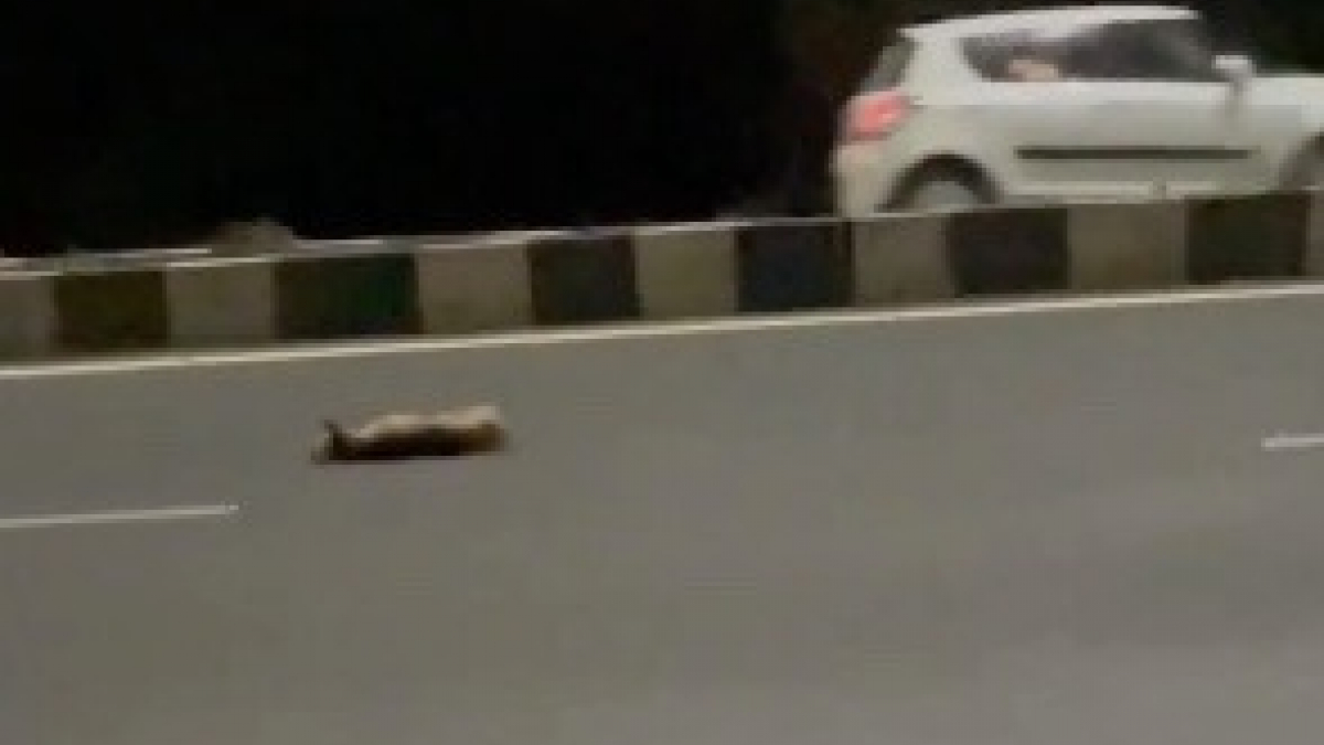 Illustration : "Frappé par une voiture, un chien perd connaissance au milieu de l'autoroute (vidéo)"