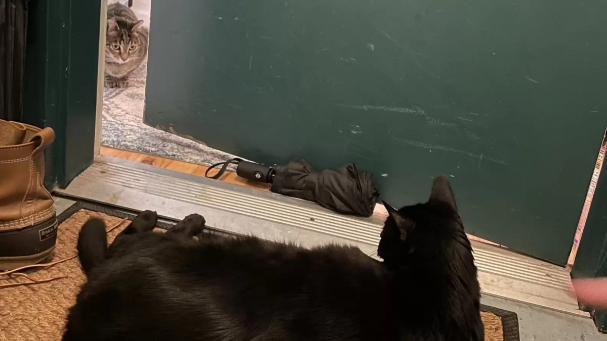 Illustration : "Un chat sénior frappe à la porte de son voisin félin pour jouer en sa compagnie (vidéo)"