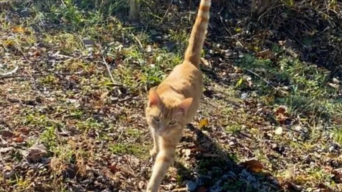 Illustration : "Le destin d’un chat errant est bouleversé lorsqu’il croise le chemin d’une femme déterminée à lui offrir une vie meilleure (vidéo)"