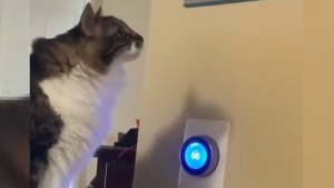Illustration : Cette chatte adorant mettre son humain au défi prend un malin plaisir à jouer avec le thermostat (vidéo)