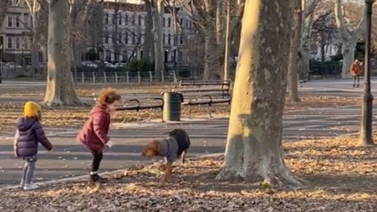 Illustration : "Fan de balles, ce chien adopte un rituel amusant à chacune de ses balades au parc (vidéo)"