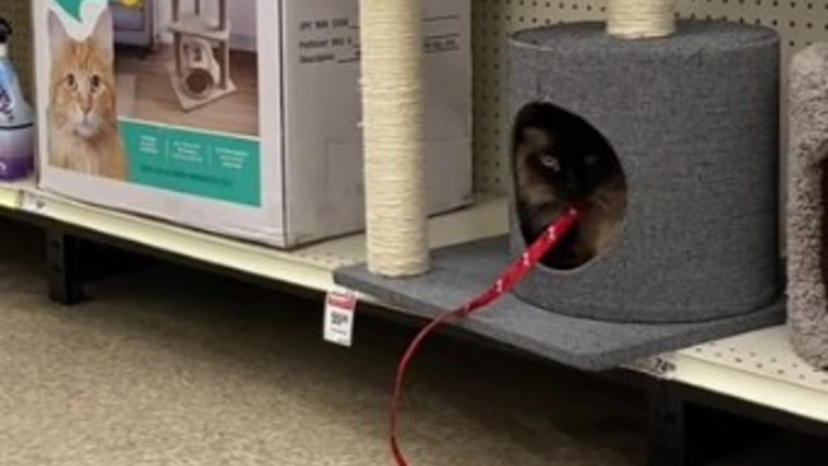 Illustration : "Une chatte met sa propriétaire devant le fait accompli en refusant de sortir d'un arbre à chat exposé en magasin (vidéo)"