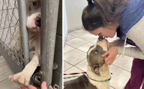 https://www.woopets.fr/assets/img/021/549/homeunemedium2022/cette-chienne-decouverte-endormie-sous-un-arbre-emeut-tout-le-monde-au-refuge-en-tendant-la-patte-aux-visiteurs.jpg