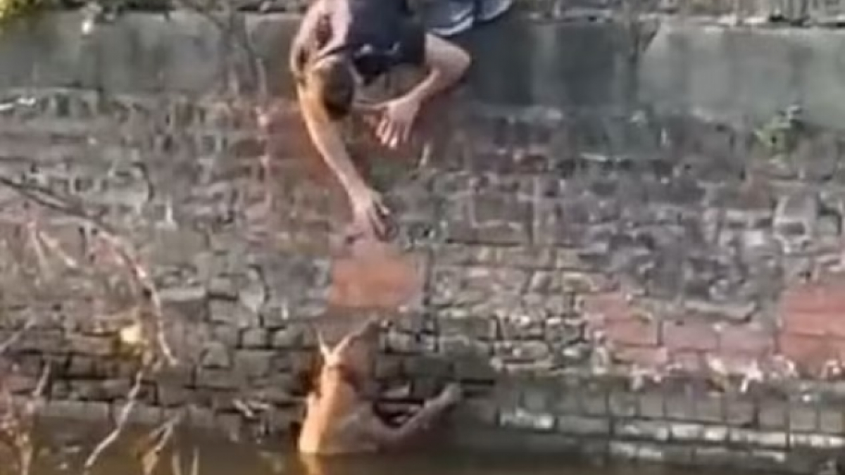 Illustration : "Un étudiant surprend un chien pris au piège dans un canal et décide de se jeter à l’eau (vidéo)"