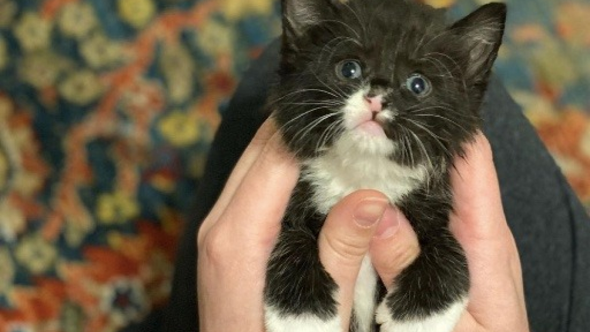 Illustration : "Bien qu’il soit atteint d’un trouble moteur, ce chaton fait preuve d’une joie de vivre débordante (vidéo)"